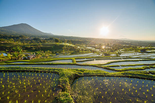 Jatiluwih Rice Terraces on a sunny day, Bali, Indonesia. Jatiluwih Rice Terraces on a sunny day, Bali, Indonesia. jatiluwih rice terraces stock pictures, royalty-free photos & images