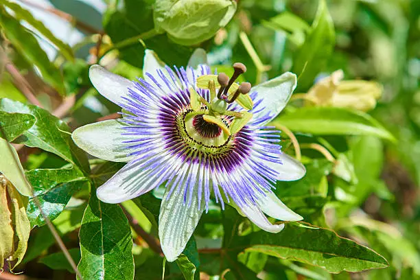 Passion fruit flower on white background. 