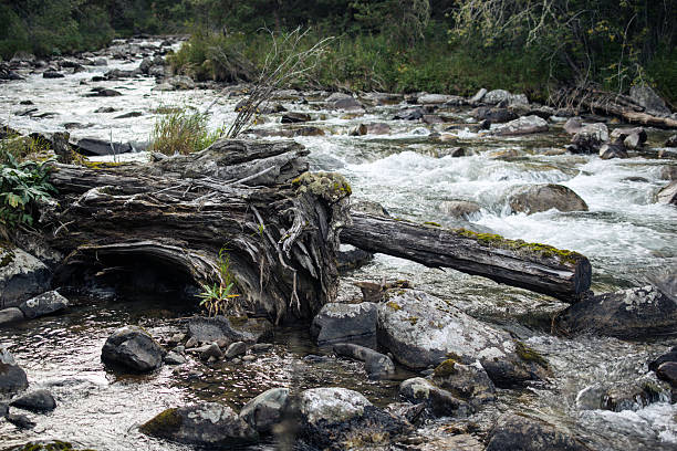 istock River in the Altai mountains 621826612