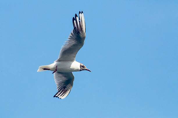 istock Animals - Gulls and Seagulls 621827262