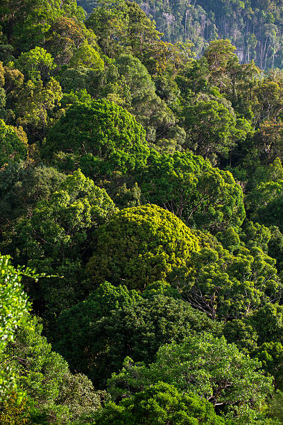istock Lush green tropical rainforest 621828756