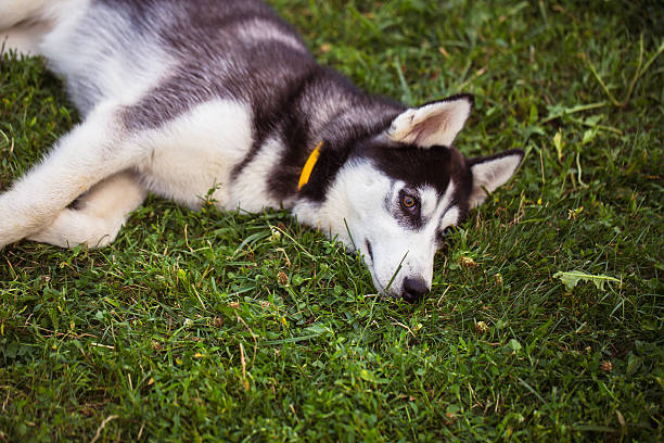 istock Siberian Husky. The Siberian Husky rests on the grass. 621829788