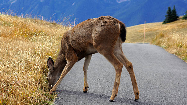 Hurricane Ridge, Olympic National Park, WASHINGTON USA - October 2014