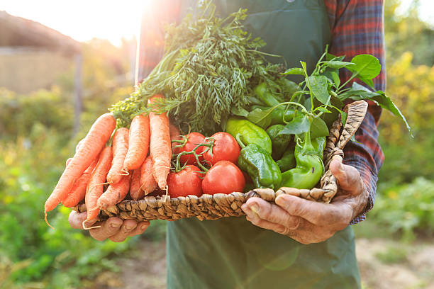 istock Mature man carrying vegetables in basket 621830974