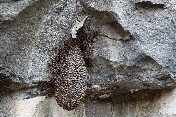 istock Swarm of bees nesting on the rock 621831042