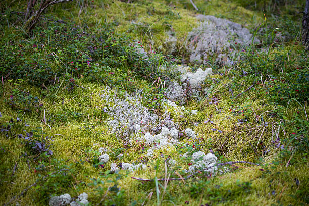 istock Green background of grass and moss 621831426