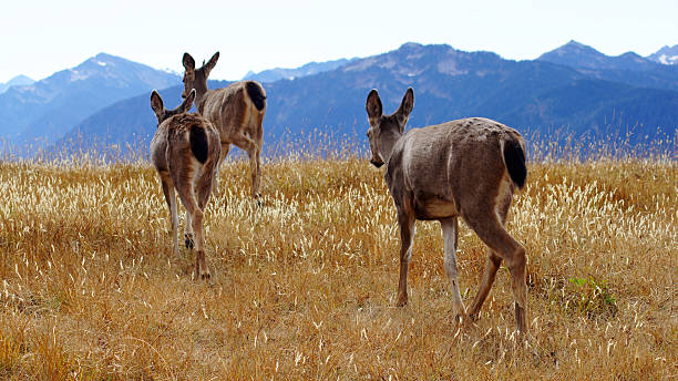 istock Hurricane Ridge, Olympic National Park, WASHINGTON USA - October 2014 621831636