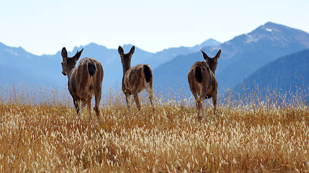 Hurricane Ridge, Olympic National Park, WASHINGTON USA - October 2014