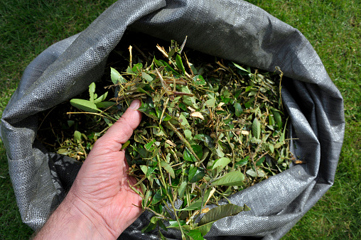 Handling shredded wood chippings from pruned shrub waste for composting or use as mulch.