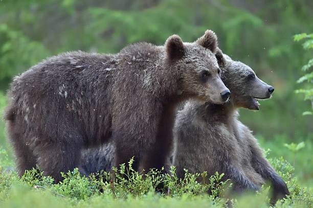 istock The cubs of Brown bear 621832958