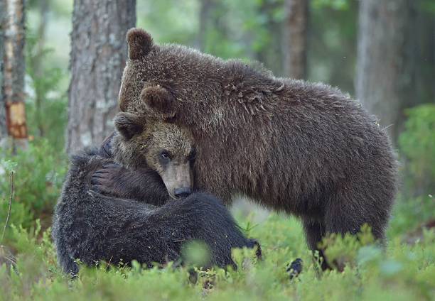 istock The playing cubs of Brown bear 621833078