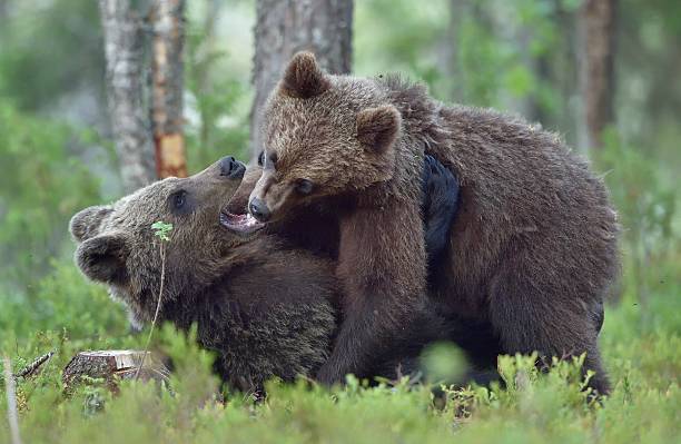 istock The playing cubs of Brown bear 621833102