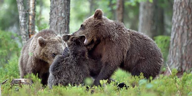 istock The playing cubs of Brown bear 621833196