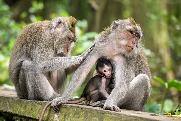 istock Rhesus monkey grooming spa in monkey forest, Bali, Indonesia 621833252