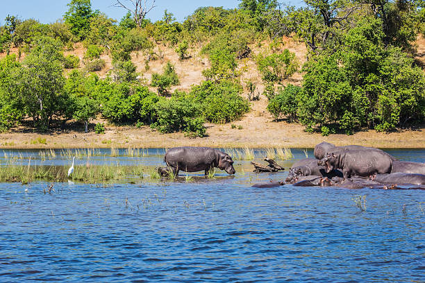 istock Extreme tourism in Okavango Delta 621836044