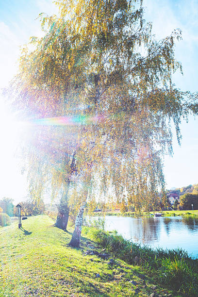 istock Colourfull trees by the ship canal in autumn 621836256
