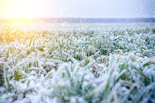 Green grass field covered with frost. Shallow depth of field. Illuminated low winter sun