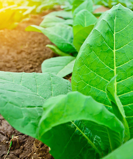 campo de tabaco verde com efeito de luz solar, conceito agrícola. - tobaco - fotografias e filmes do acervo