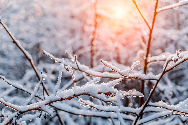 istock Covered with ice and snow thin branches of the bush. 621837488