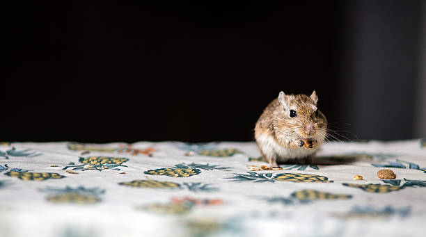 pequeño ratón jerbo come semillas y granos en la mesa - gerbil fotografías e imágenes de stock