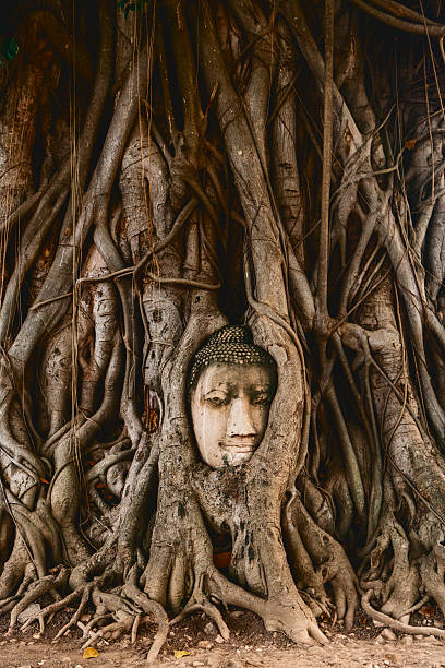 istock Buddha head in tree roots in the ruined ancient temple 621838106