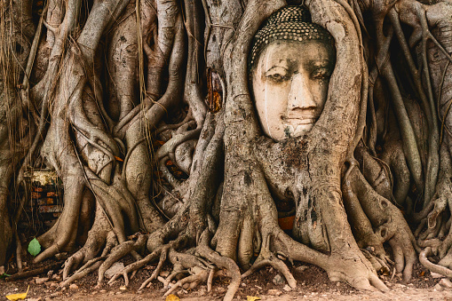 Buddha head in tree roots in the ruined ancient Buddhist temple in Ayutthaya, Thailand