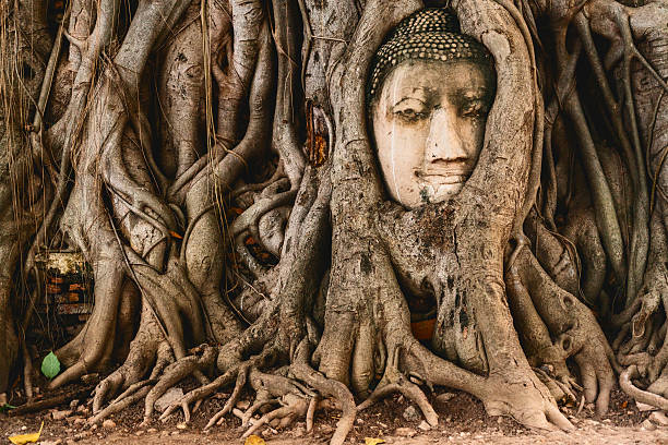 Buddha head in tree roots in the ruined ancient temple Buddha head in tree roots in the ruined ancient Buddhist temple in Ayutthaya, Thailand ayuthaya photos stock pictures, royalty-free photos & images