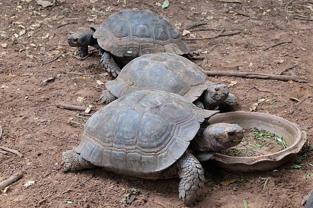 istock The turtle walking on the ground like a morning glory. 621838370