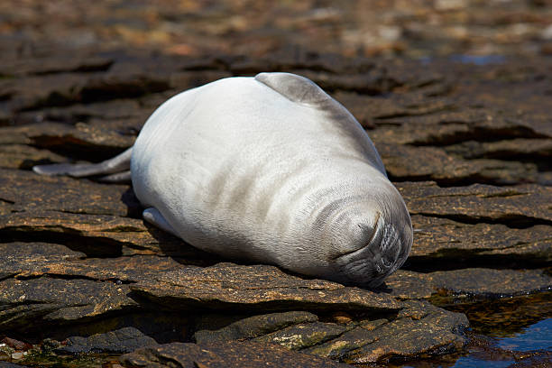 istock Southern Elephant Seal (Mirounga leonina) pup 621838436