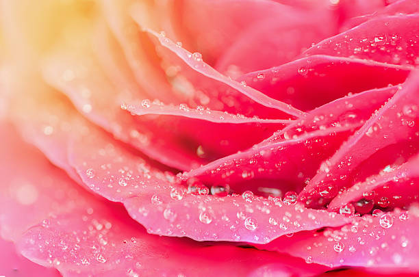 istock Pink rose petal with sun light effect,vintage style. 621838646