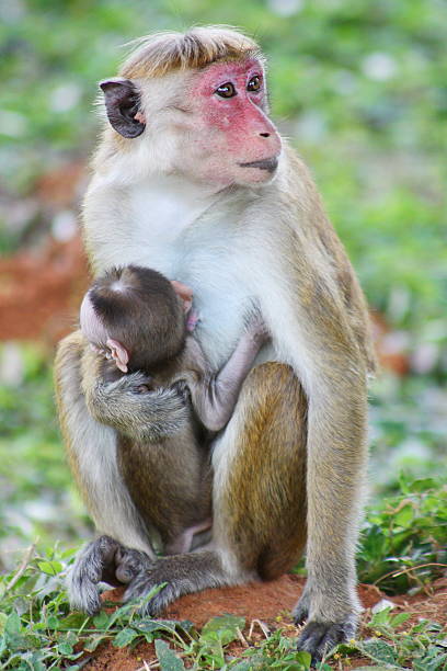 istock Macaque monkey and young in Sri Lanka 621839578