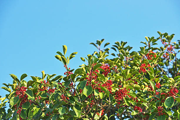 istock Fruit of the Ilex rotunda 621839632