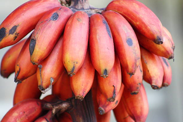 Red Bananas Sri Lanka stock photo