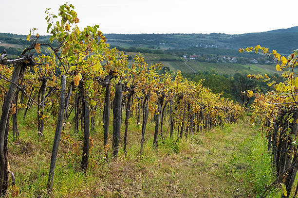 istock Grape vines in Balaton wine region, Hungary 621840032