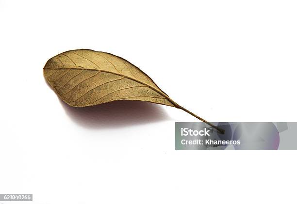 Dry Leaves On White Background Stock Photo - Download Image Now - Autumn, Botany, Brown