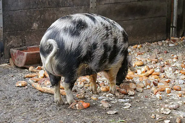 Turopolje Pig (Turopolje Schwein), European pig with black spots eating bread on the ground in Europe