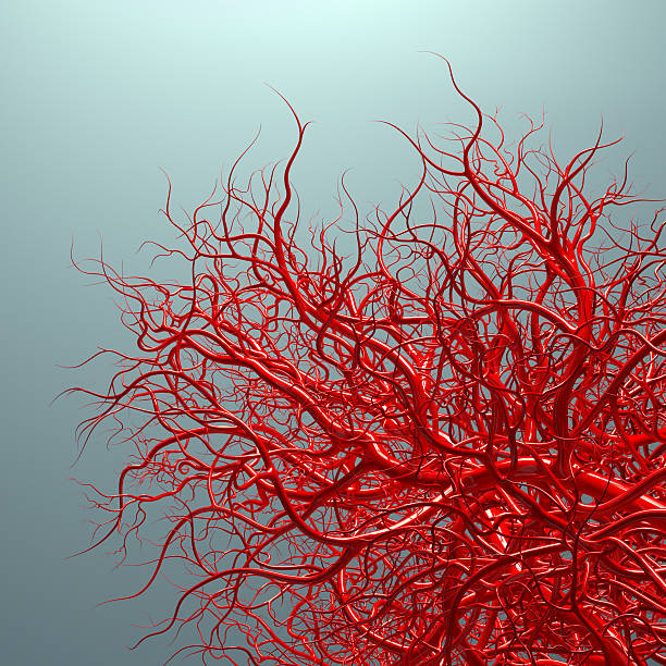 vascular system - blood vessels on blue an artistic medical illustration of the vascular system - high quality 3D render of blood vessels on blue background human vein stock illustrations