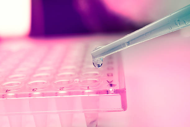 istock Pipette dropping stem cell research fluid on pcr plate. Medical 621842606