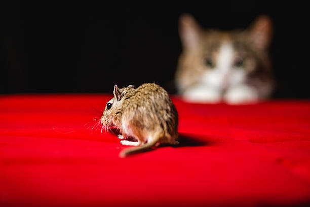 istock Gerbil mouse and dangerous cat on bokeh background 621842634