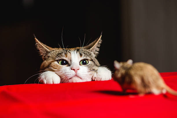 istock Cat in an ambush on a mouse hunt 621842862