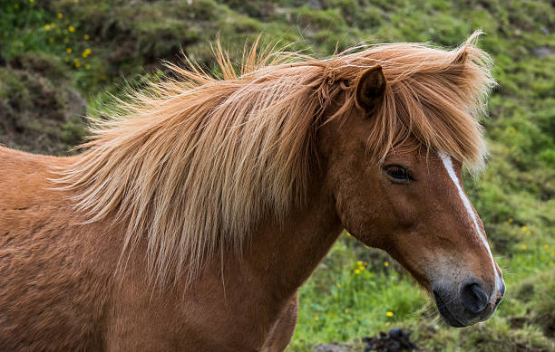 istock Icelandic Horse with Manes 621843940