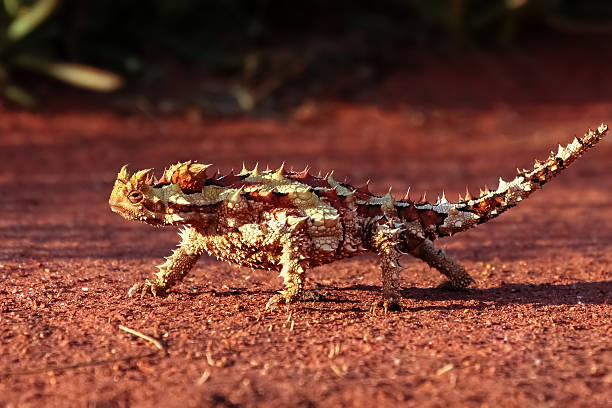 Thorn devils in the outback of Australia Thorn devils in search of ants in the outback of Australia moloch horridus stock pictures, royalty-free photos & images