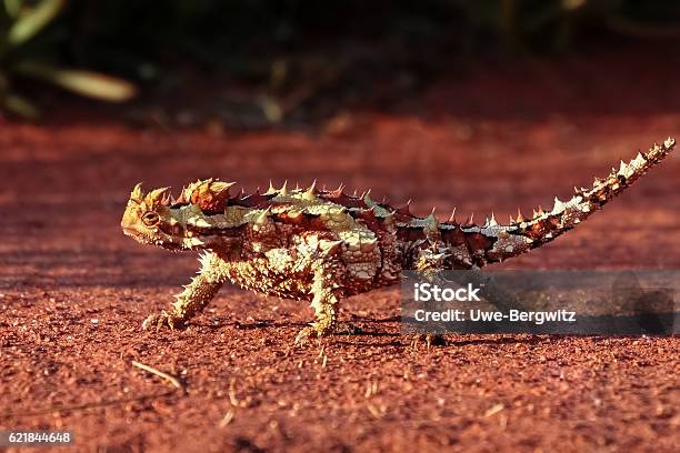 Thorn Devils In The Outback Of Australia Stock Photo - Download Image Now - Thorny Devil Lizard, Lizard, Animal