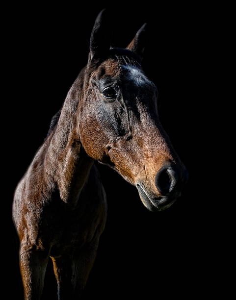 istock Brown Horse Portrait On Black Background 621844794