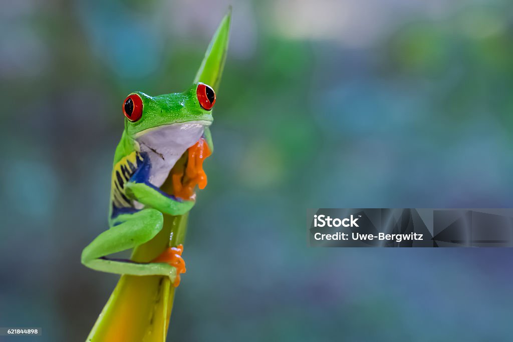 Grenouille de l’oeil rouge sur une heleconie - Photo de Amphibien libre de droits