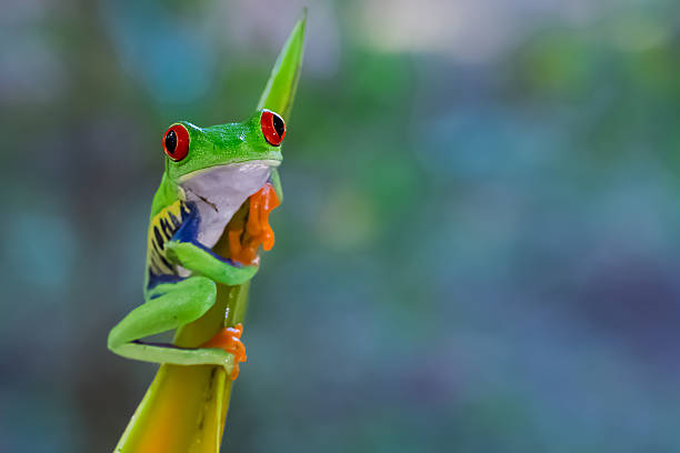 istock Red-eyed tree frog on a heleconia 621844898