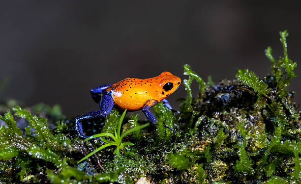 Strawberry poison dart frog on moss A strawberry poison dart frog runs on moss in the rainforest of Costa Rica poison arrow frog stock pictures, royalty-free photos & images