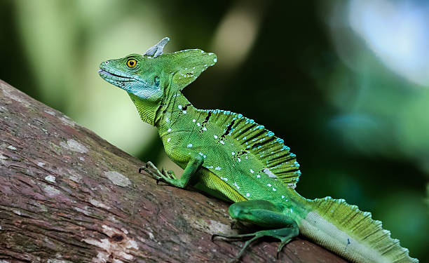 Helmbasilisk Di Batang Pohon Foto Stok - Unduh Gambar Sekarang - Kadal basilisk, Kosta rika, Kadal - iStock
