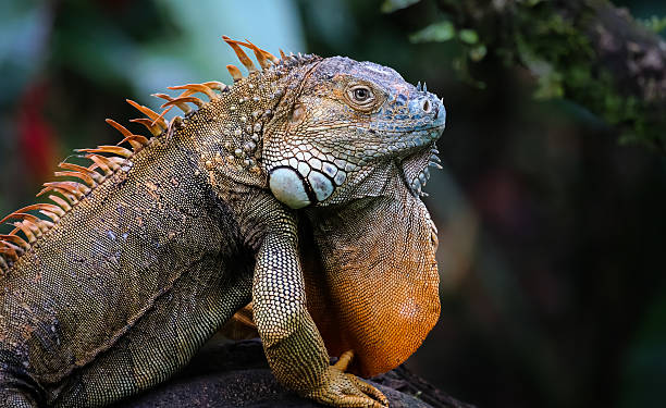 istock Green iguana in courtship dress 621845060