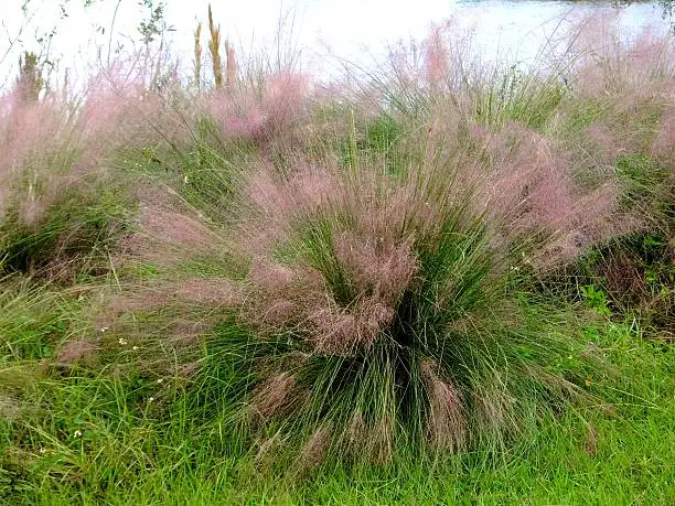 Muhly Grass in the wetlands.	